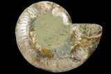 Agatized Ammonite Fossil (Half) - Crystal Chambers #111542-1